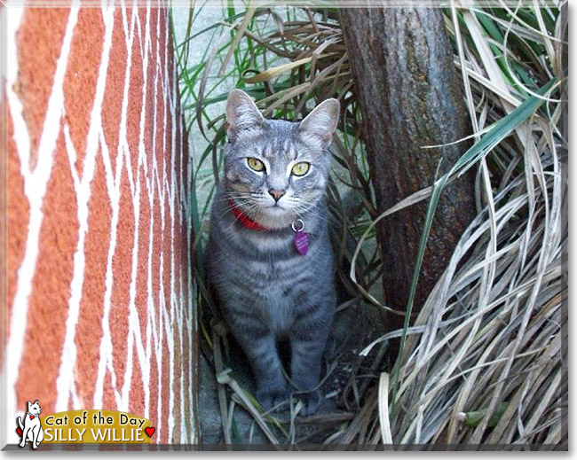 Silly Willie, the Cat of the Day