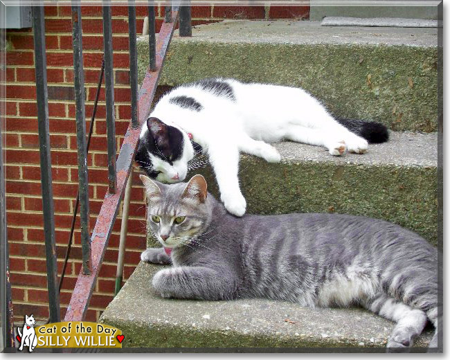 Silly Willie, the Cat of the Day Silly Willie, the Cat of the Day
