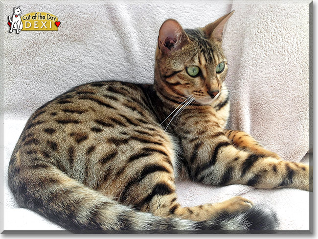 Kelsar Dexter, the Cat of the Day