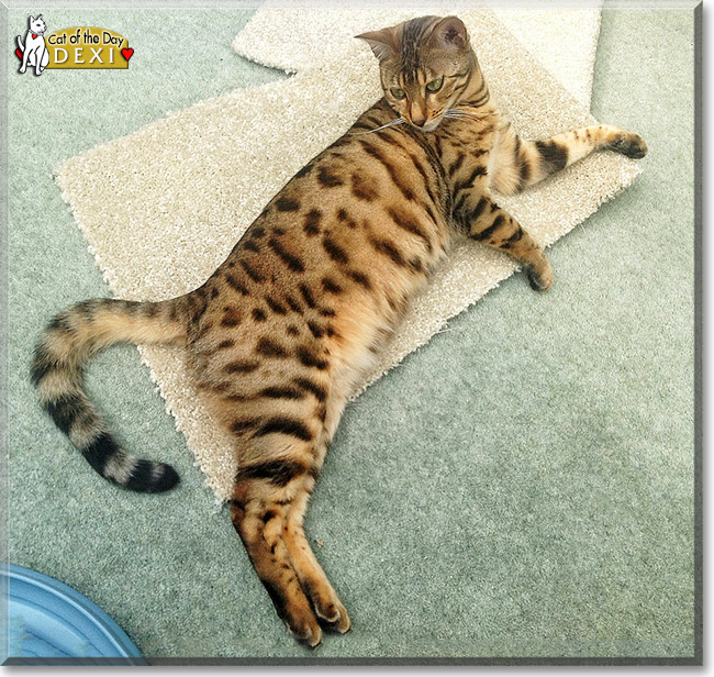 Kelsar Dexter, the Cat of the Day Kelsar Dexter, the Cat of the Day