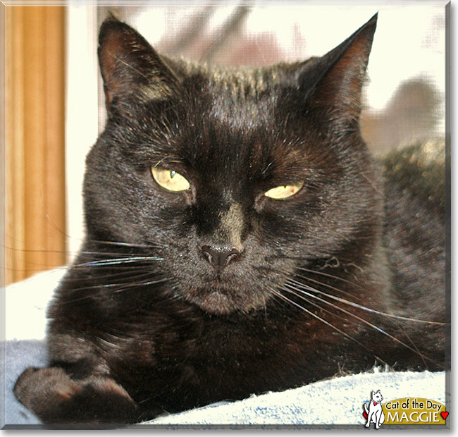 Maggie, the Cat of the Day