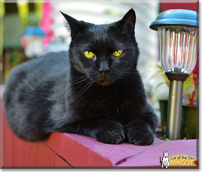 Maggie, the Cat of the Day Maggie, the Cat of the Day