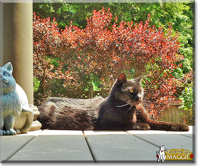 Maggie, the Cat of the Day Maggie, the Cat of the Day
