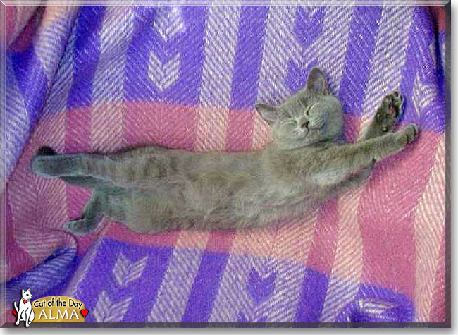 Alma, the Cat of the Day