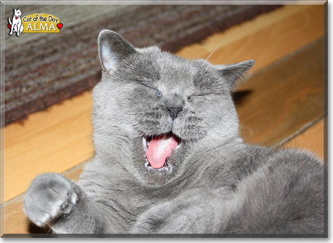 Alma, the Cat of the Day Alma, the Cat of the Day
