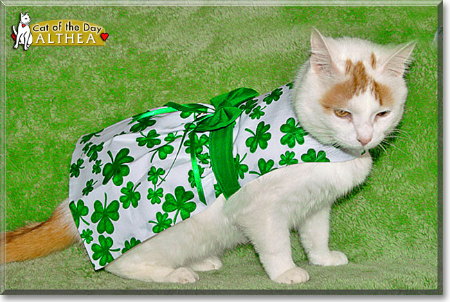 Althea, the Cat of the Day Althea, the Cat of the Day