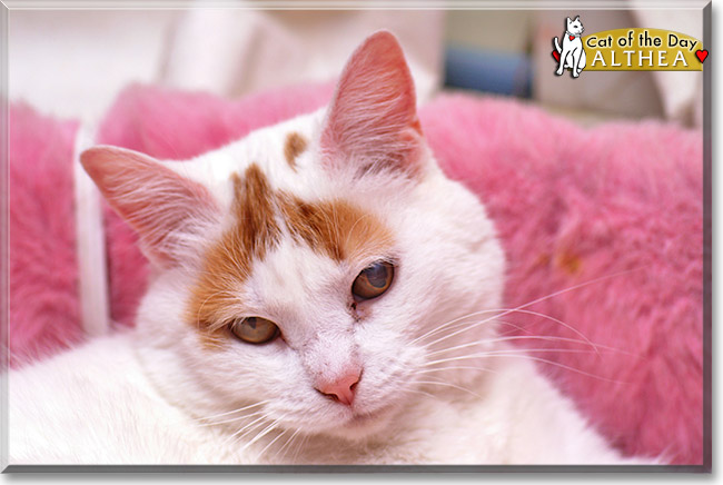 Althea, the Cat of the Day Althea, the Cat of the Day