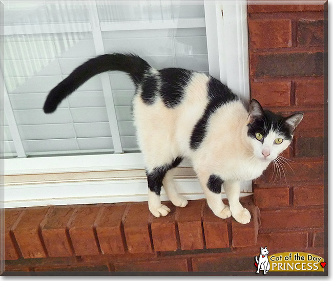 Princess, the Cat of the Day