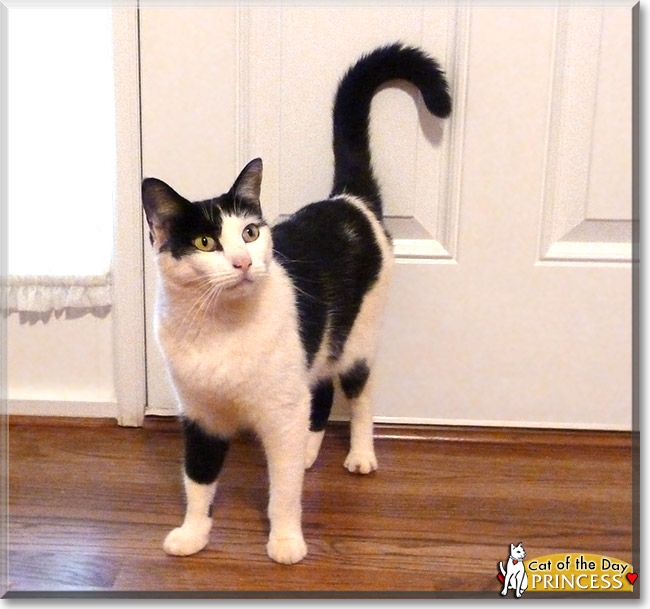 Princess, the Cat of the Day Princess, the Cat of the Day