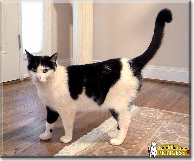 Princess, the Cat of the Day Princess, the Cat of the Day