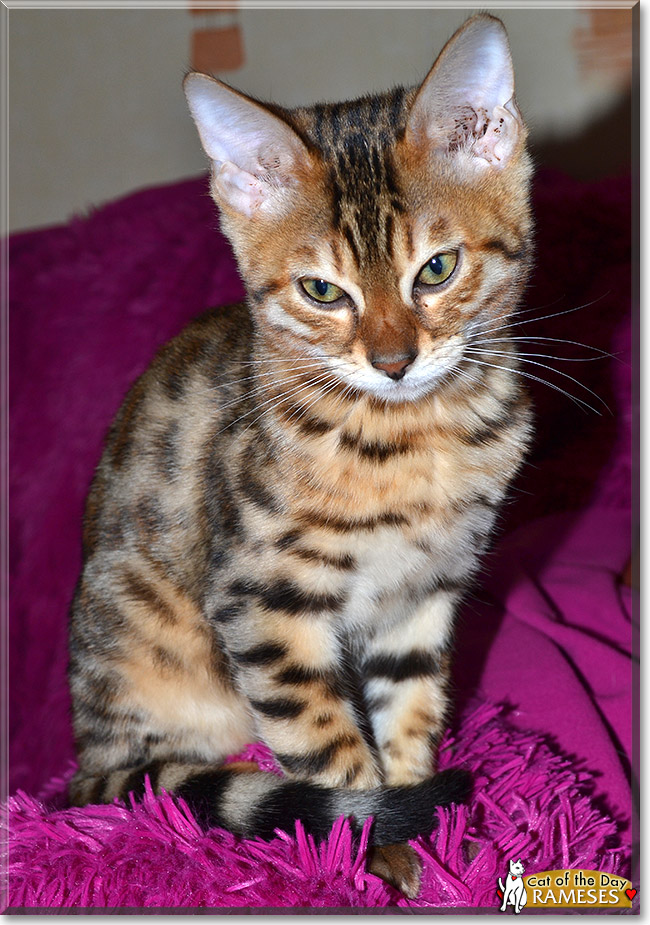 Rameses, the Cat of the Day