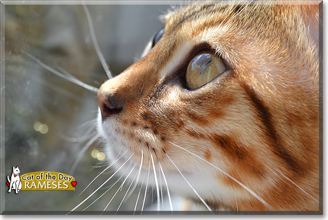 Rameses, the Cat of the Day Rameses, the Cat of the Day