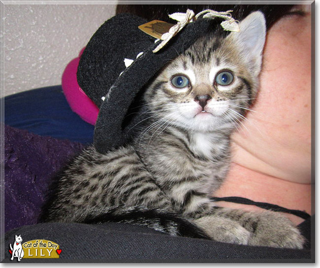Lily, the Cat of the Day