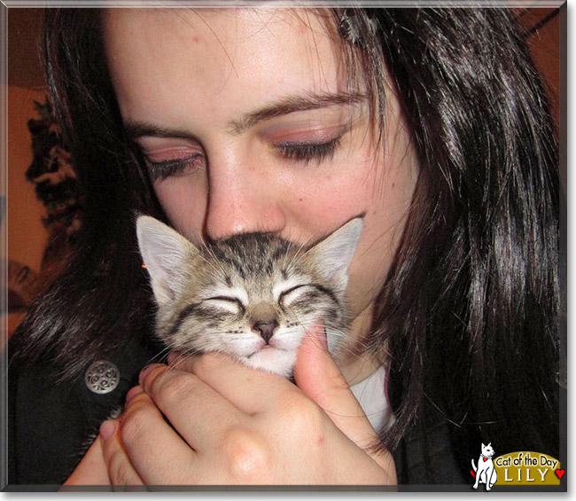 Lily, the Cat of the Day Lily, the Cat of the Day