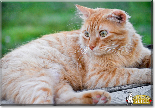 Slice, the Cat of the Day