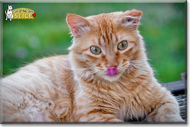 Slice, the Cat of the Day Slice, the Cat of the Day