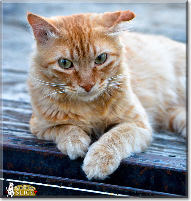 Slice, the Cat of the Day Slice, the Cat of the Day