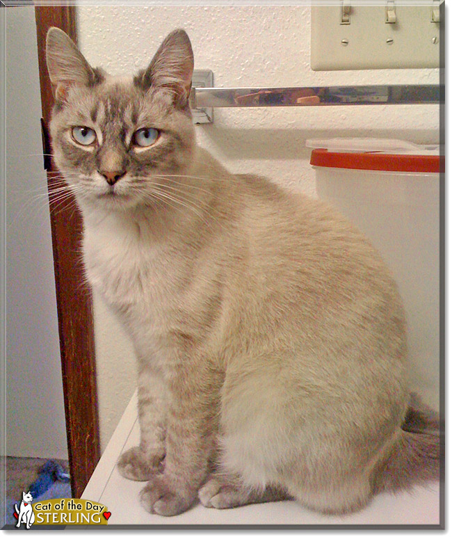 Sterling, the Cat of the Day