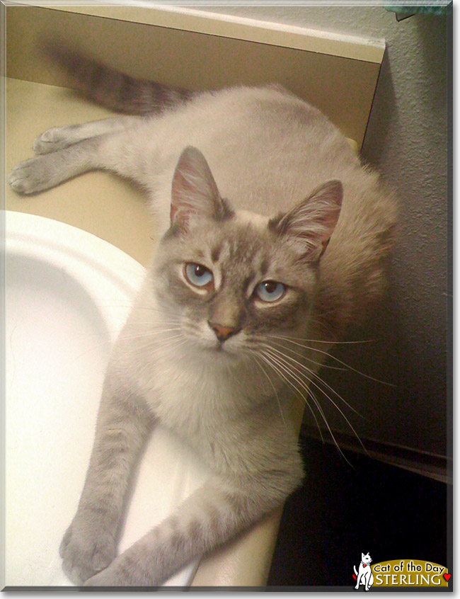 Sterling, the Cat of the Day Sterling, the Cat of the Day