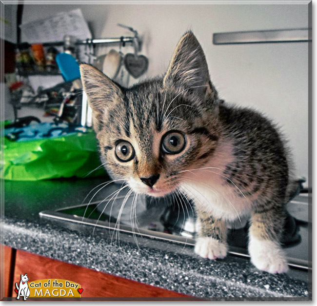 Magda, the Cat of the Day