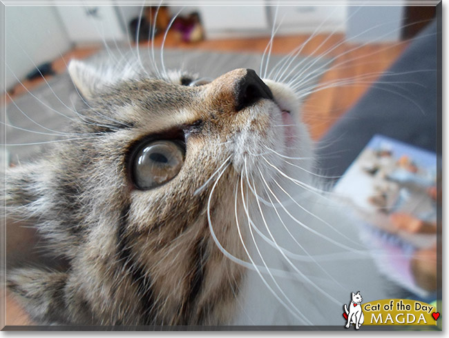 Magda, the Cat of the Day Magda, the Cat of the Day