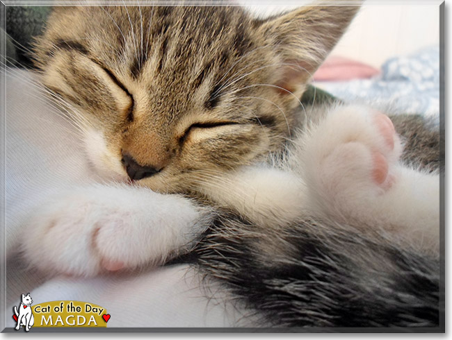 Magda, the Cat of the Day Magda, the Cat of the Day