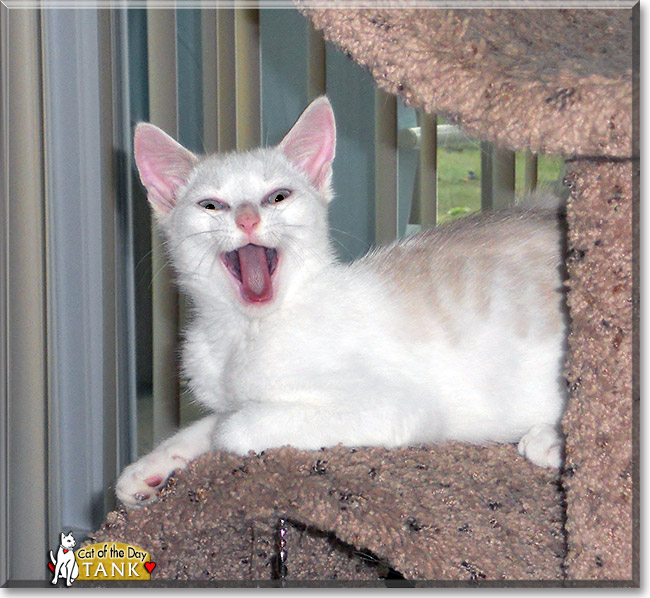 Tank, the Cat of the Day