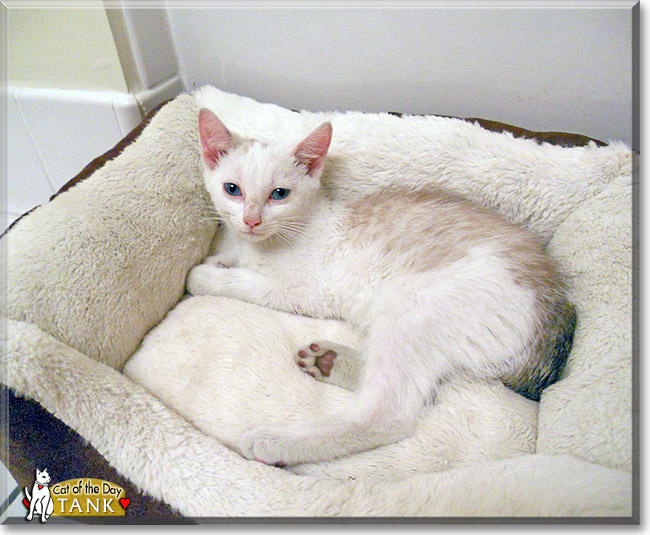 Tank, the Cat of the Day Tank, the Cat of the Day
