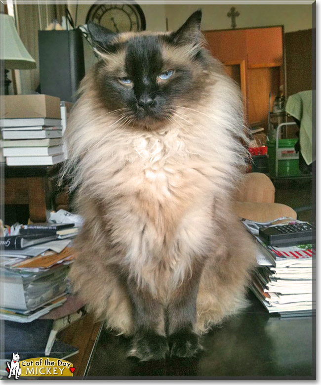 Mickey, the Cat of the Day