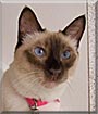 Drama Queen the Siamese
