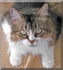Daphne the Domestic Longhair