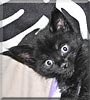Keiko the Domestic Short Hair