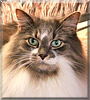 Pixel the Ragdoll