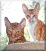 Aito, Koi the Cornish Rex