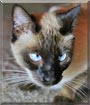 MoMo the Siamese Cat