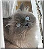 Tofu the Seal Point Himalayan
