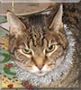 Tigger the Brown Tabby