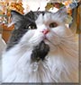 Lord Fluffer Pfouse the Persian