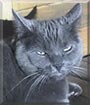 Smokey the Cat