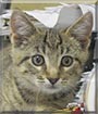 Bruce the Tabby