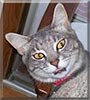 Silly Willie the Shorthaired Silver Tabby