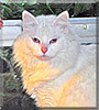 Blue the Turkish Angora