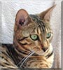 Kelsar Dexter the Bengal