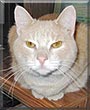 Twinkie the Cream Tabby