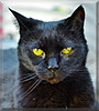 Maggie the Domestic short hair