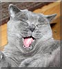 Amla the Chartreux
