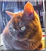 Tiggy the British Shorthair
