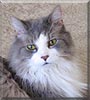 Jar Jar the Maine Coon mix