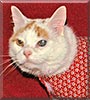 Althea the Cat