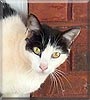 Princess the American Shorthair